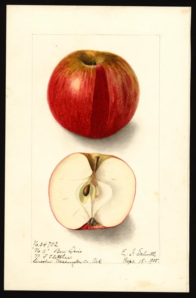 USDA watercolor illustration of Ben Davis