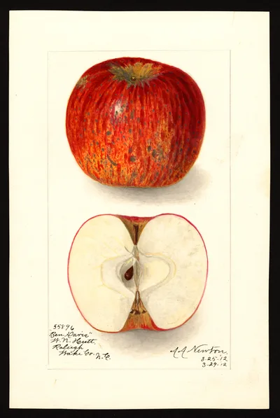 USDA watercolor illustration of Ben Davis