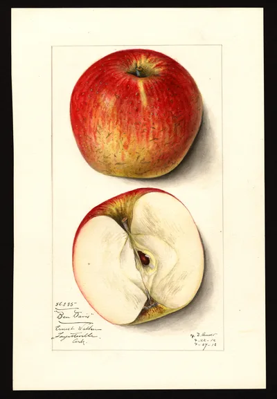 USDA watercolor illustration of Ben Davis