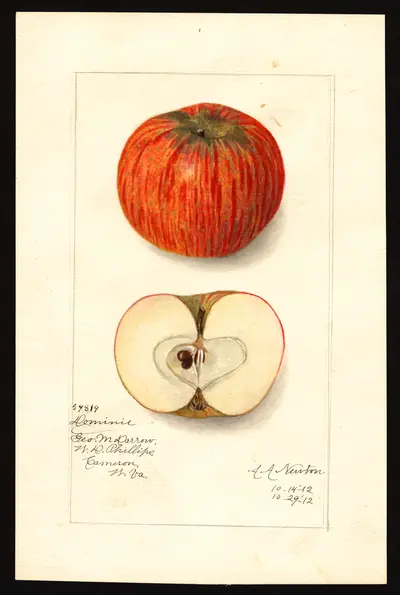 USDA watercolor illustration of Domine