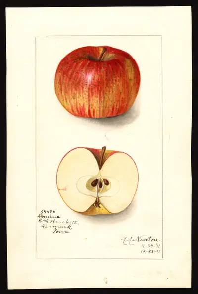 USDA watercolor illustration of Domine