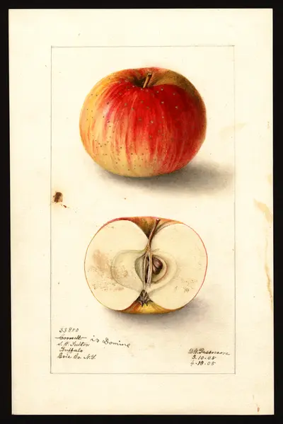 USDA watercolor illustration of Domine
