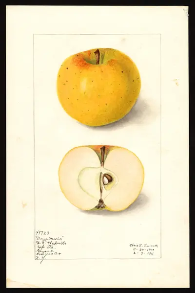 Watercolor of Dona Maria