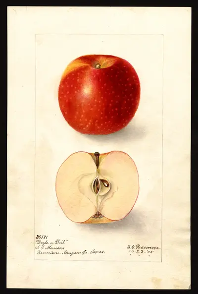 USDA watercolor illustration of Doyle