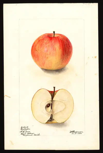 Watercolor of Doylestown