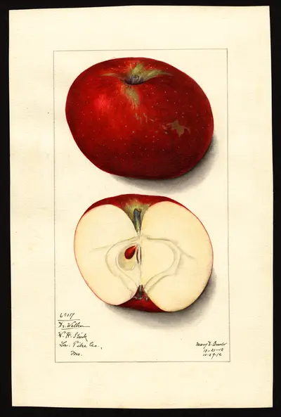 Watercolor of Doctor Walker