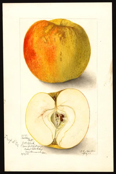 Watercolor of Golden Ball