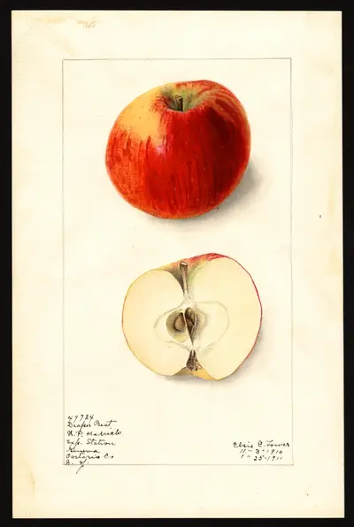 Watercolor of Draper Best