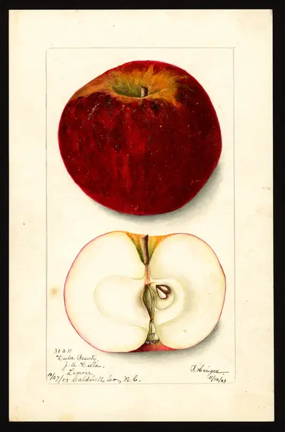 Watercolor of Dula Beauty
