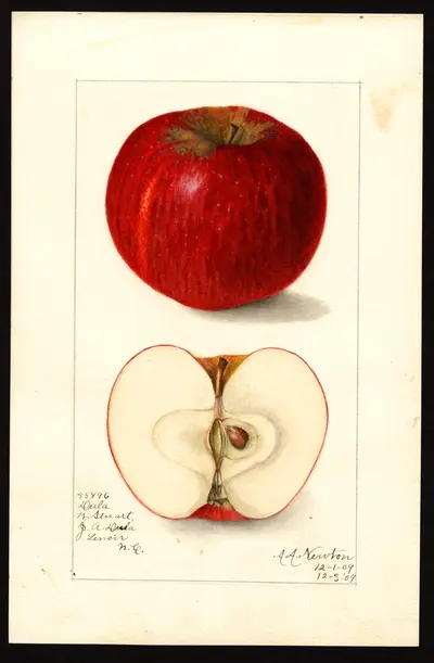 USDA watercolor illustration of Dula Beauty