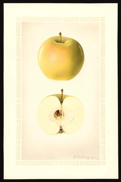 Watercolor of Early Cooper