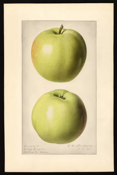 USDA watercolor illustration of Early Cooper