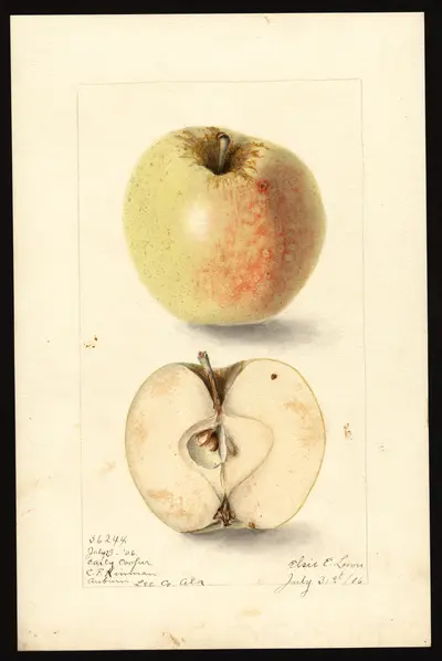 USDA watercolor illustration of Early Cooper
