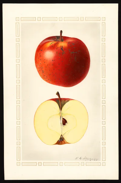 Watercolor of Indiana Favorite