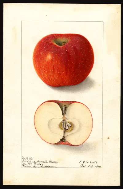 USDA watercolor illustration of Indiana Favorite