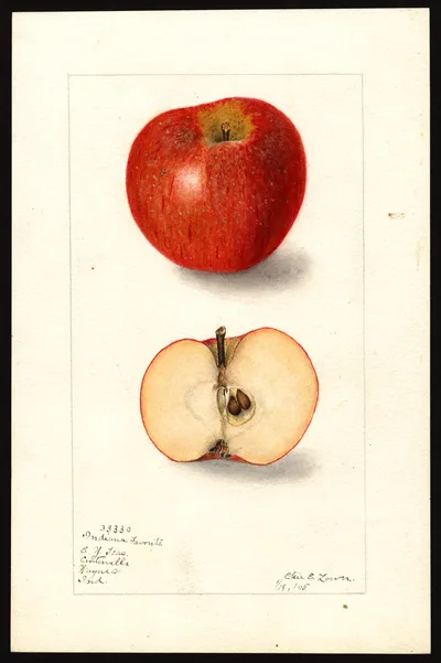 USDA watercolor illustration of Indiana Favorite