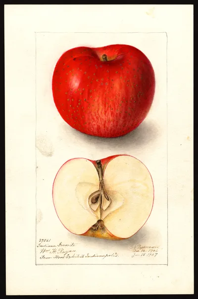 USDA watercolor illustration of Indiana Favorite