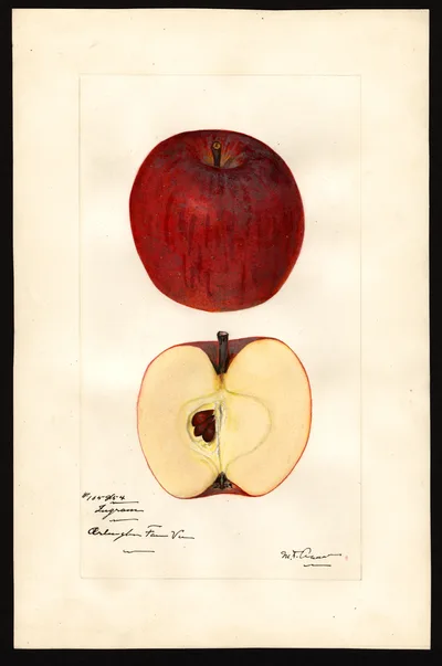 USDA watercolor illustration of Ingram