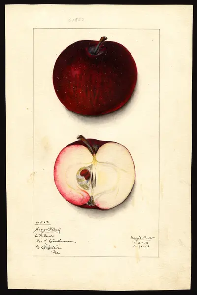 Watercolor of Jersey Black