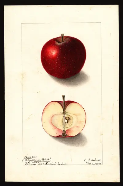 USDA watercolor illustration of Jersey Black