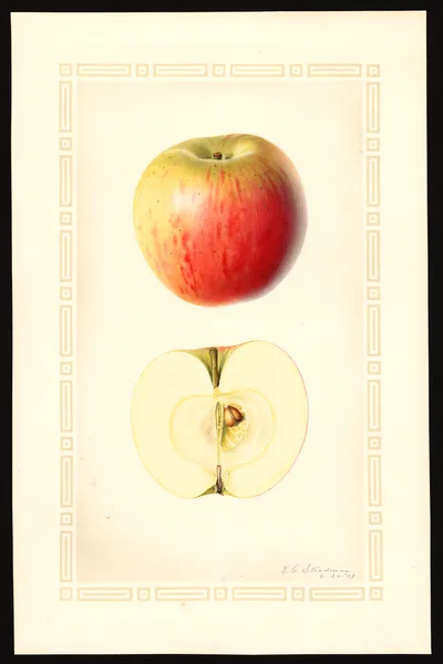 Watercolor of Jersey Sweet