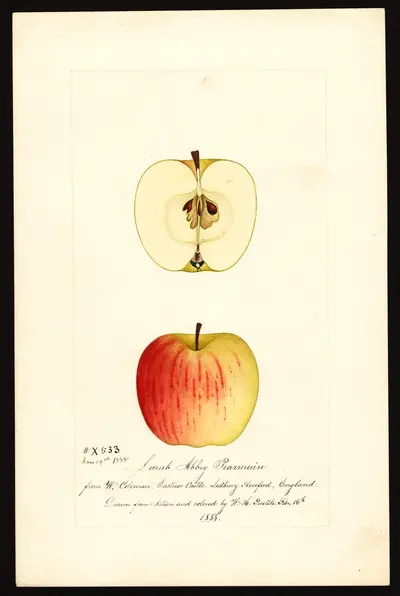 Watercolor of Lamb Abbey Pearmain