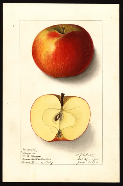 Watercolor of Magoon