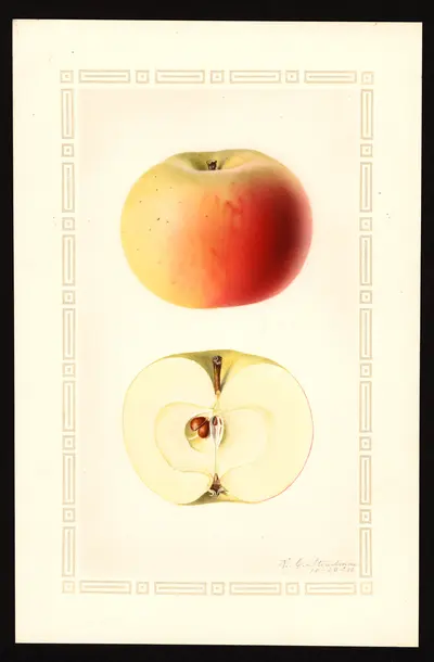 USDA watercolor illustration of Maiden's Blush