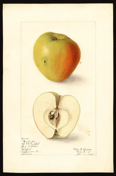 USDA watercolor illustration of Malinda