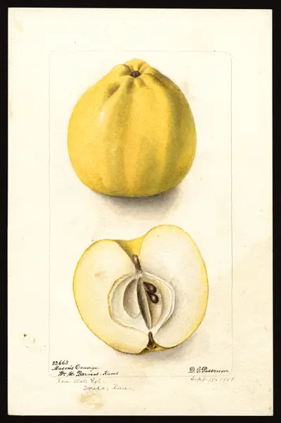 USDA watercolor illustration of Mason's Orange