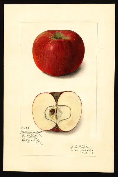 Watercolor of Mattamuskeet