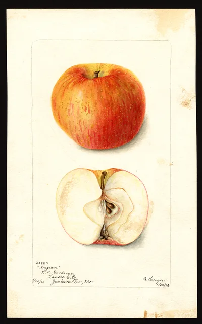 USDA watercolor illustration of Ingram