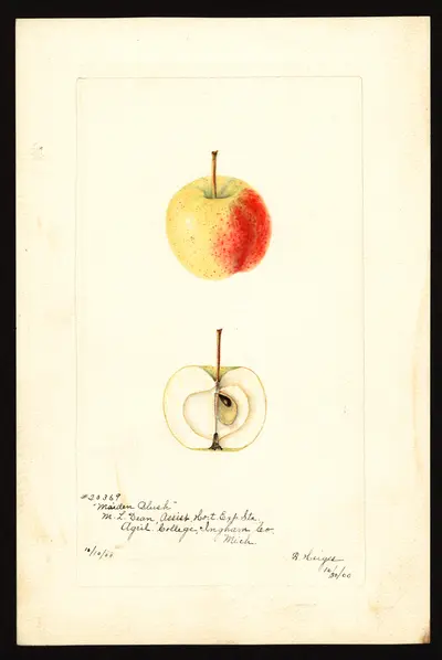 USDA watercolor illustration of Maiden's Blush