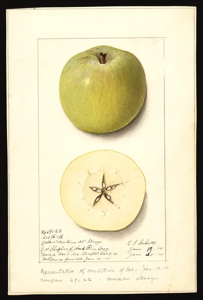 Watercolor of Yellow Newtown