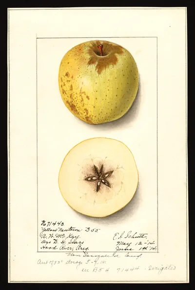 USDA watercolor illustration of Yellow Newtown