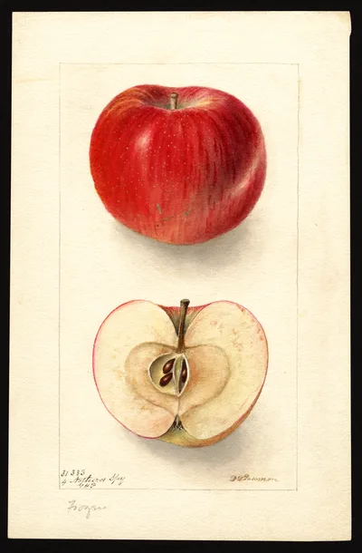 USDA watercolor illustration of Northern Spy