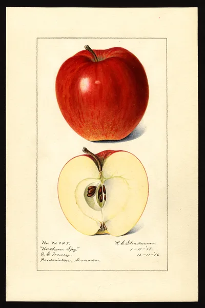 USDA watercolor illustration of Northern Spy