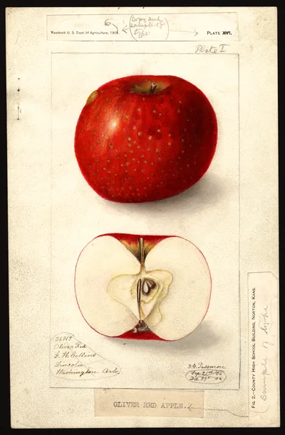 Watercolor of Oliver