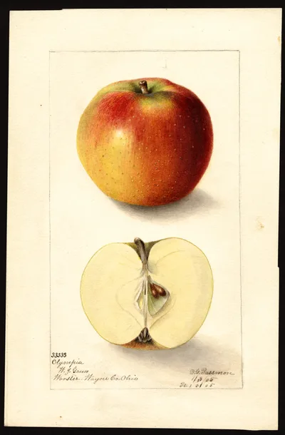 Watercolor of Olympia