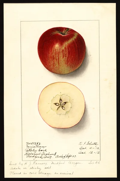USDA watercolor illustration of Jonathan