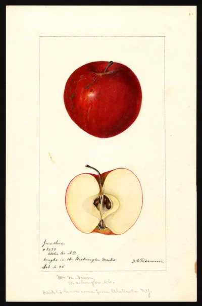 USDA watercolor illustration of Jonathan