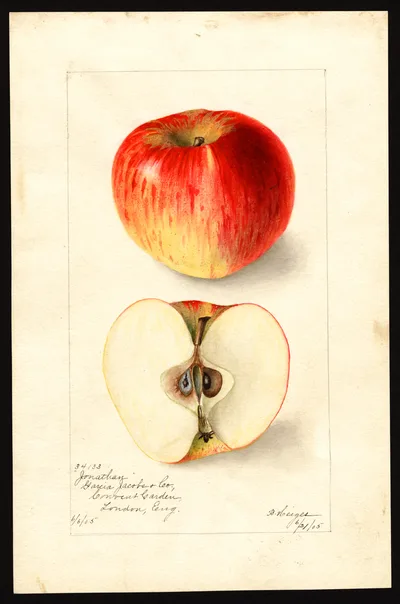 USDA watercolor illustration of Jonathan