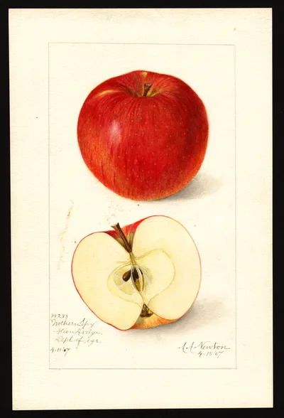 USDA watercolor illustration of Northern Spy