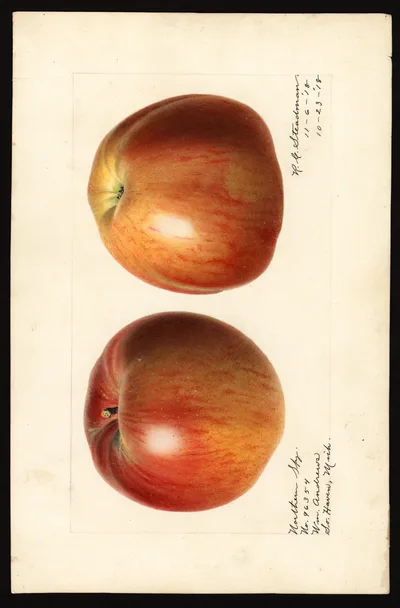 USDA watercolor illustration of Northern Spy