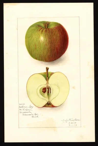 USDA watercolor illustration of Northern Spy
