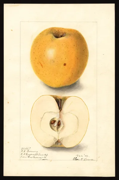 USDA watercolor illustration of Northwestern Greening
