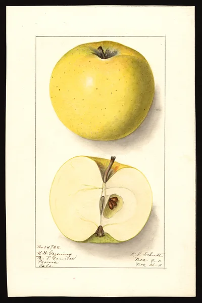 USDA watercolor illustration of Northwestern Greening