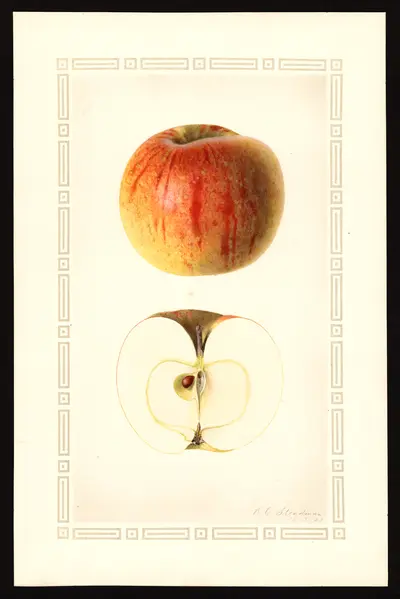 USDA watercolor illustration of Oakland