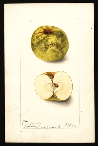 Watercolor of Oconee Greening