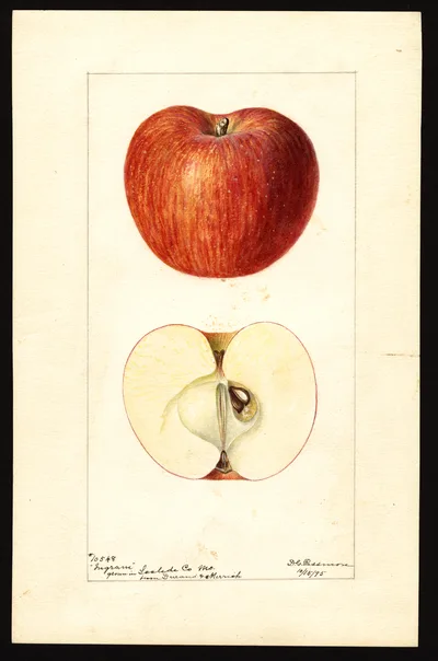 USDA watercolor illustration of Ingram